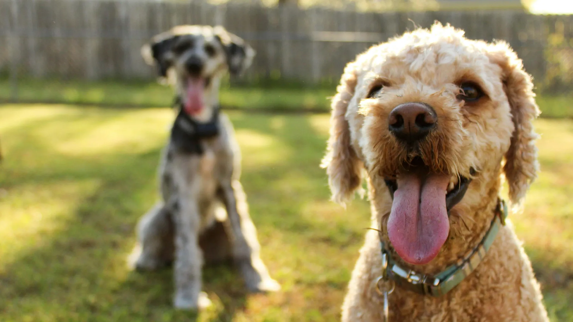 Pawcific Dog Academy Anaheim