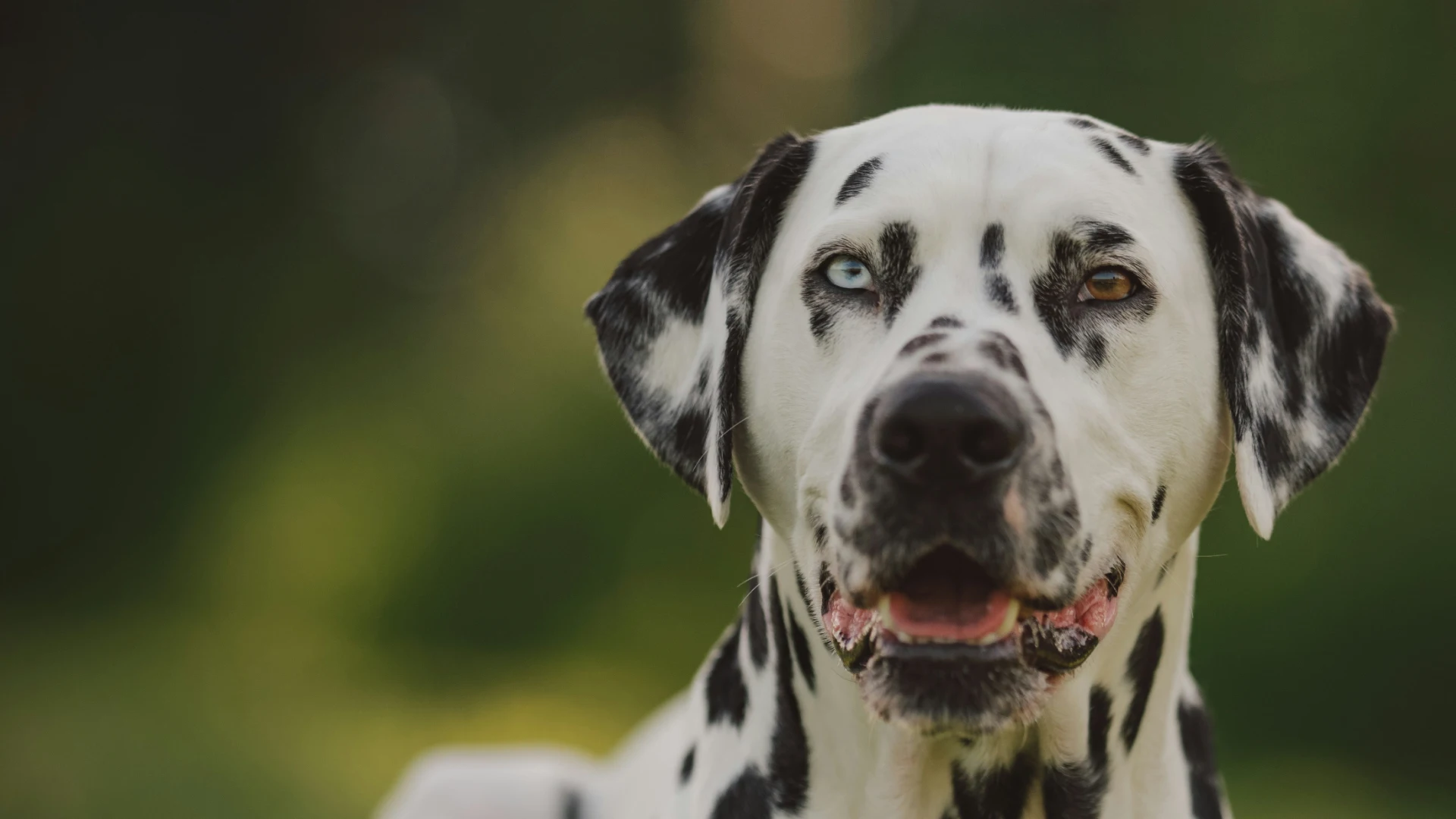 Aggressive Dog Training in Anaheim
