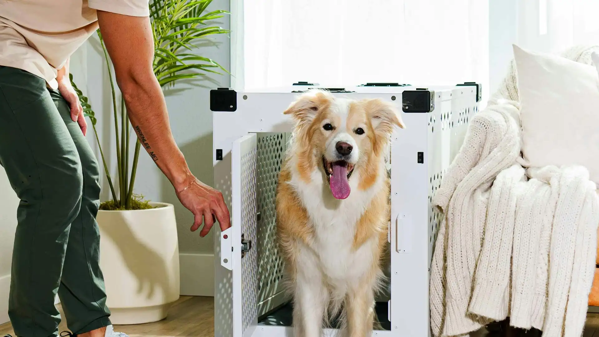 Crate Training