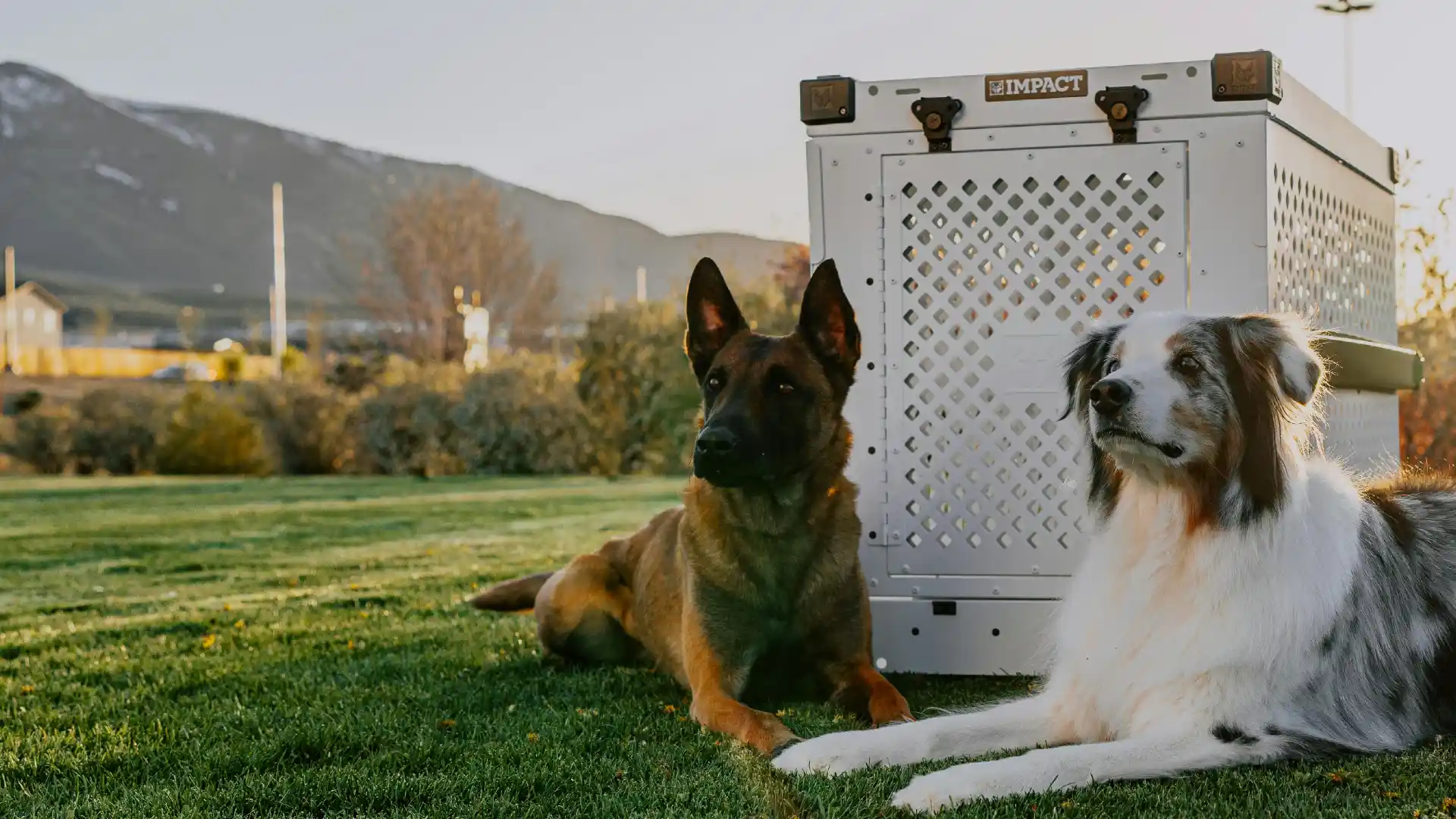 Crate Training in Anaheim