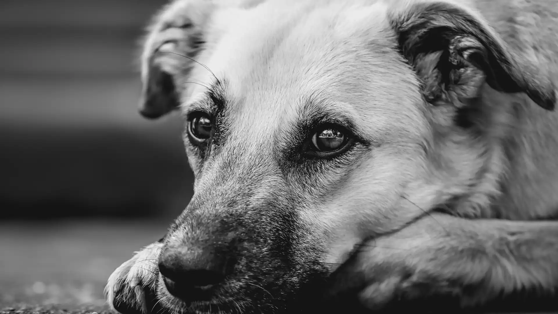 Separation Anxiety Training