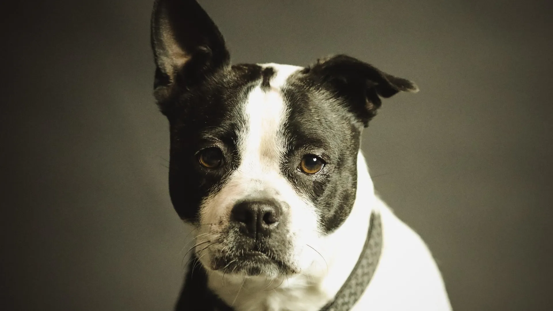 Separation Anxiety Training in Anaheim