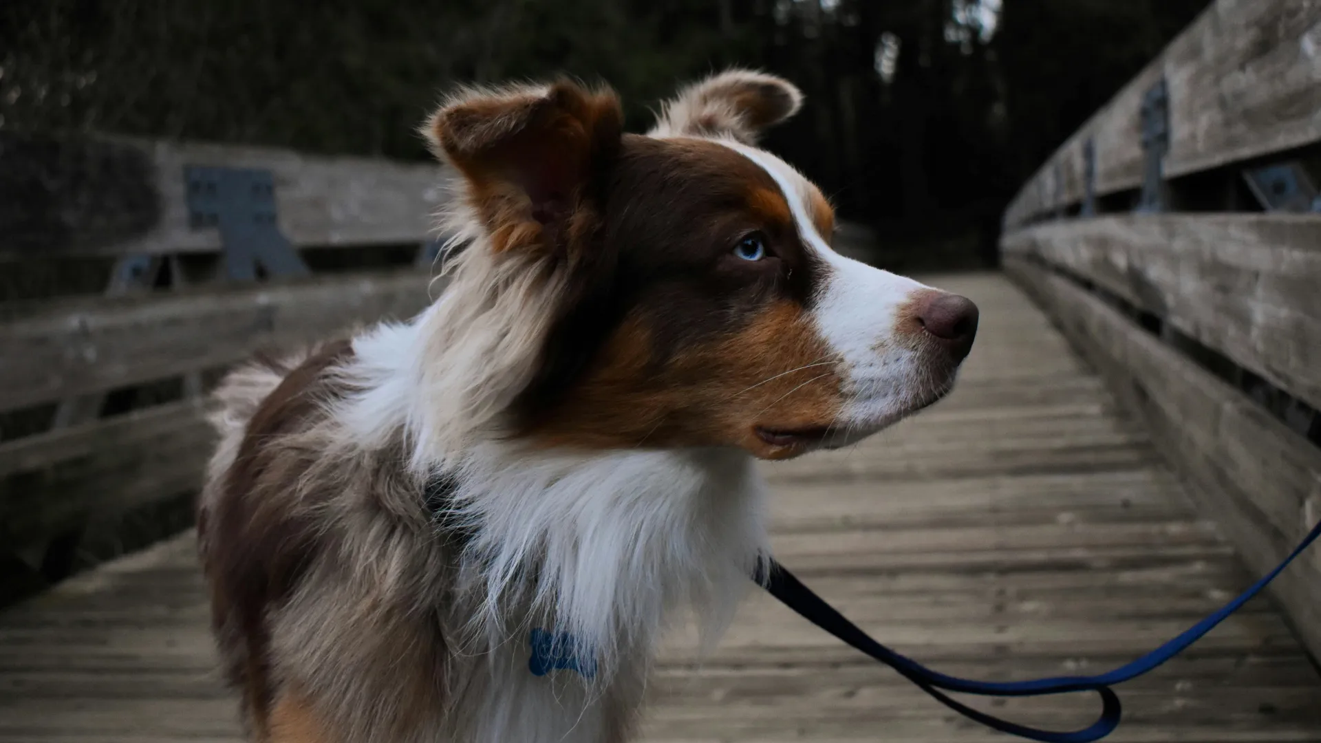 Dog Walking