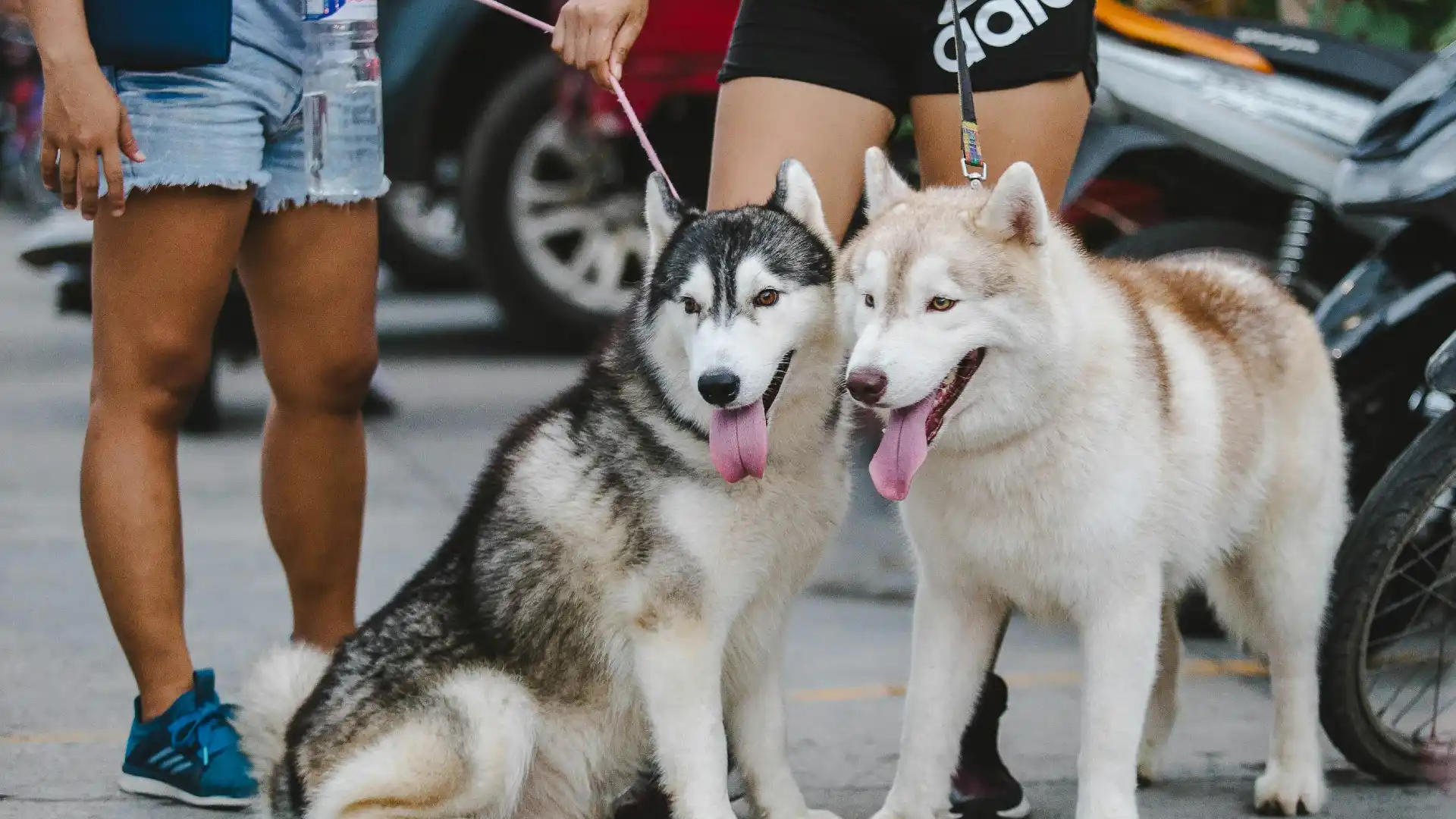 Dog Walking in Anaheim