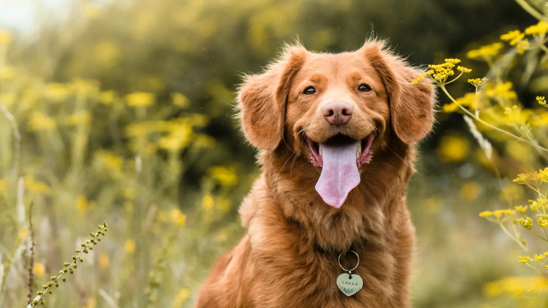 In-Home Dog Training