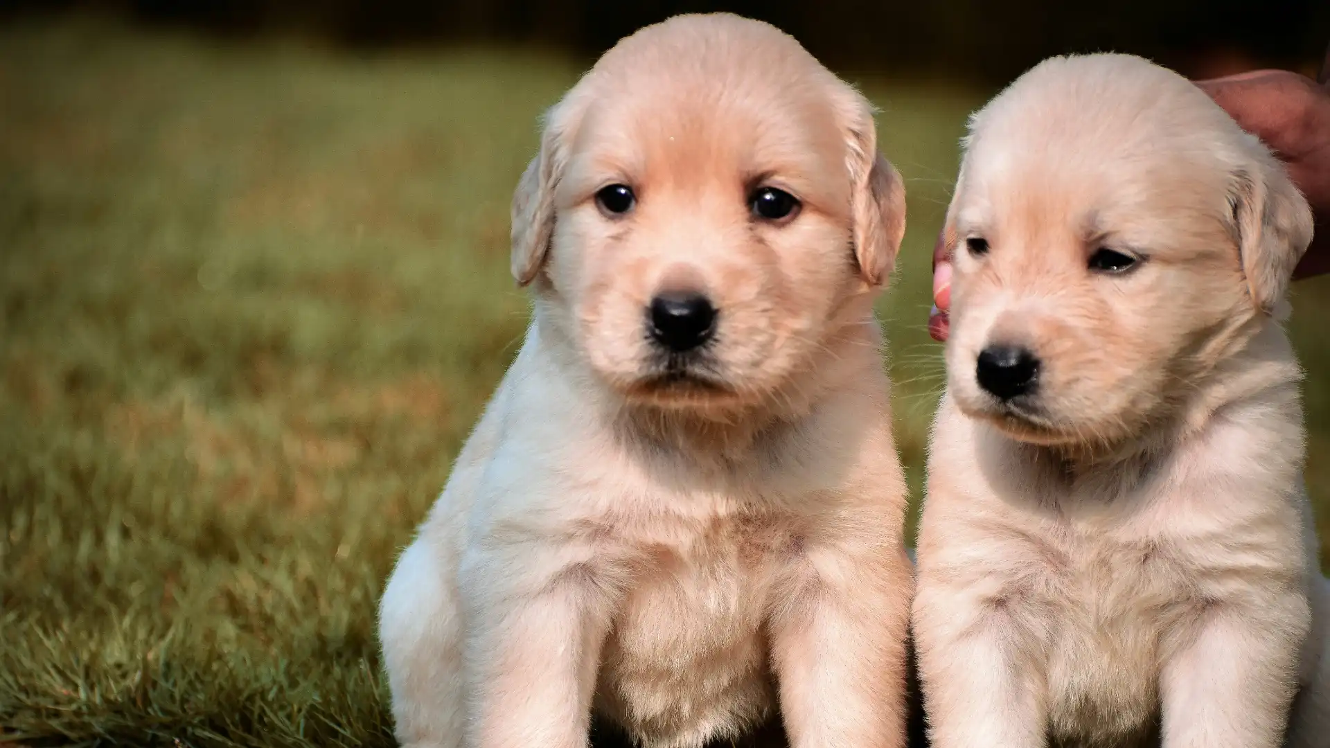 Puppy Training in Anaheim