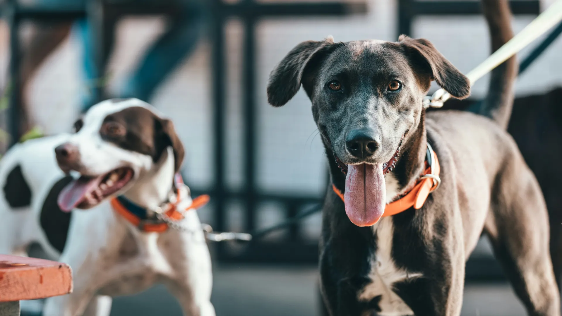 Reactive Dog Training