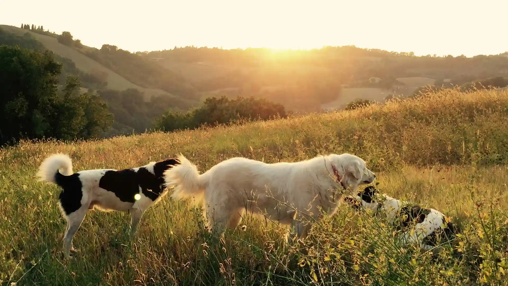 Reactive Dog Training in Anaheim