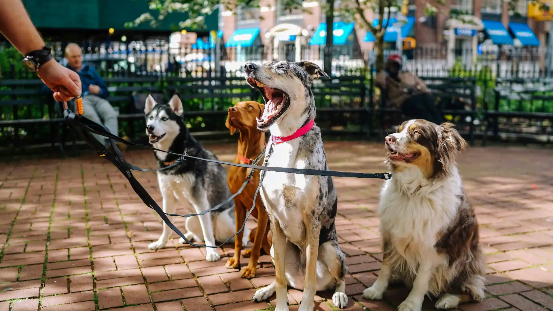 Dog Walking