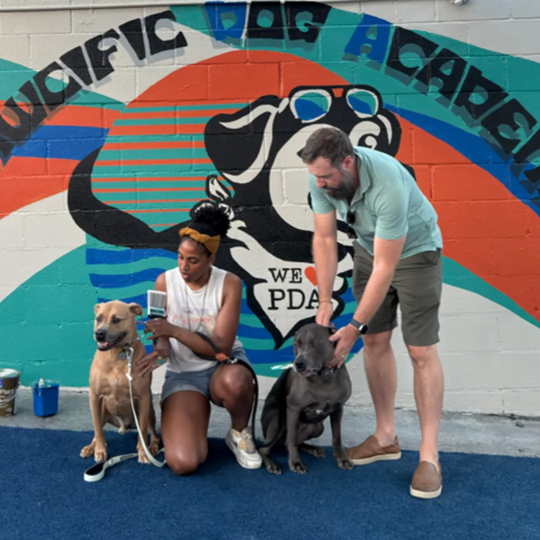 Off-Leash Reliability for San Diego Beach Life