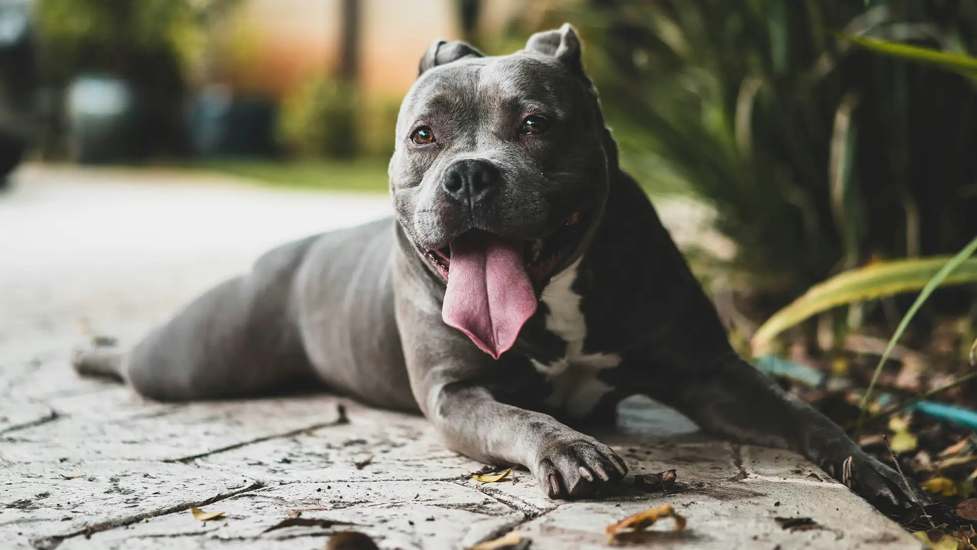 Aggressive Dog Training in Los Angeles