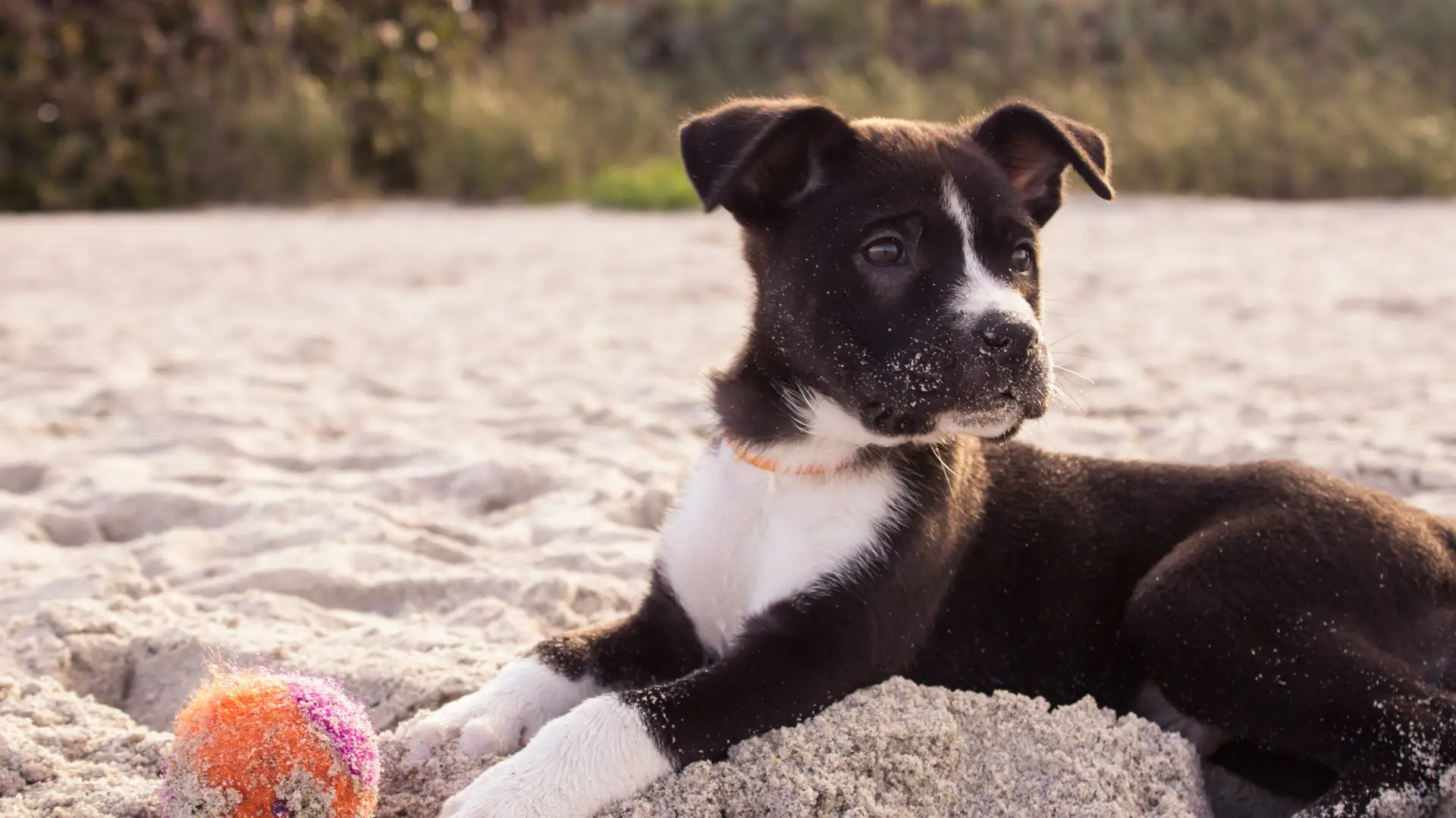 Crate Training in Los Angeles