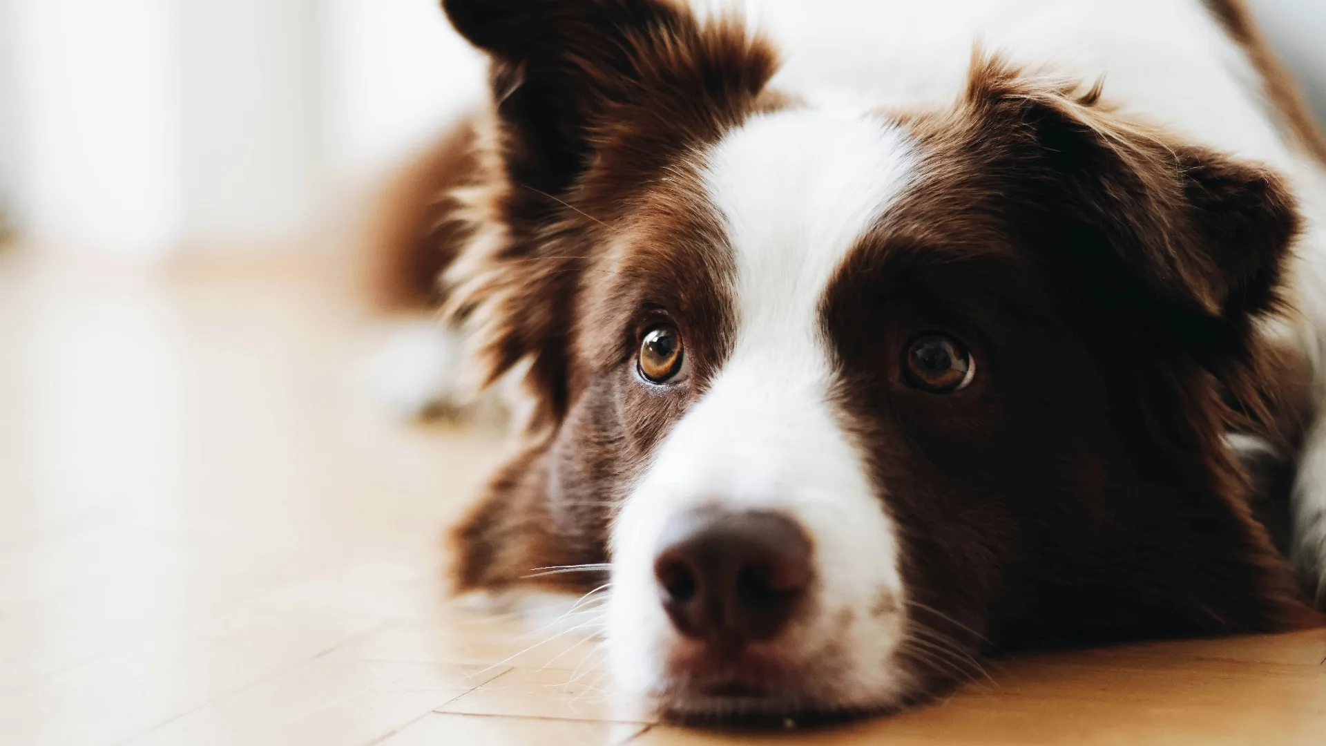 Separation Anxiety Training