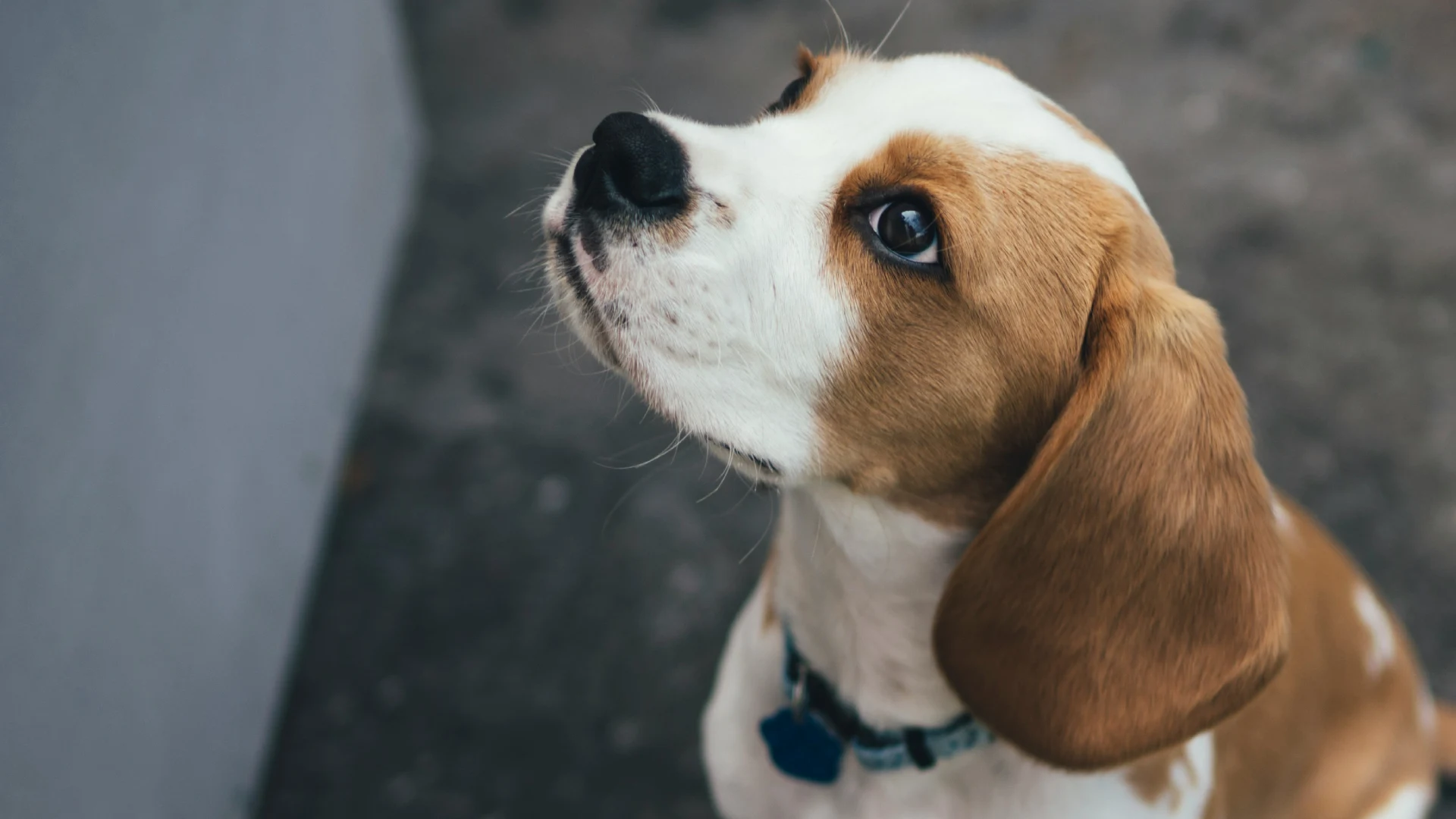 Separation Anxiety Training in Los Angeles