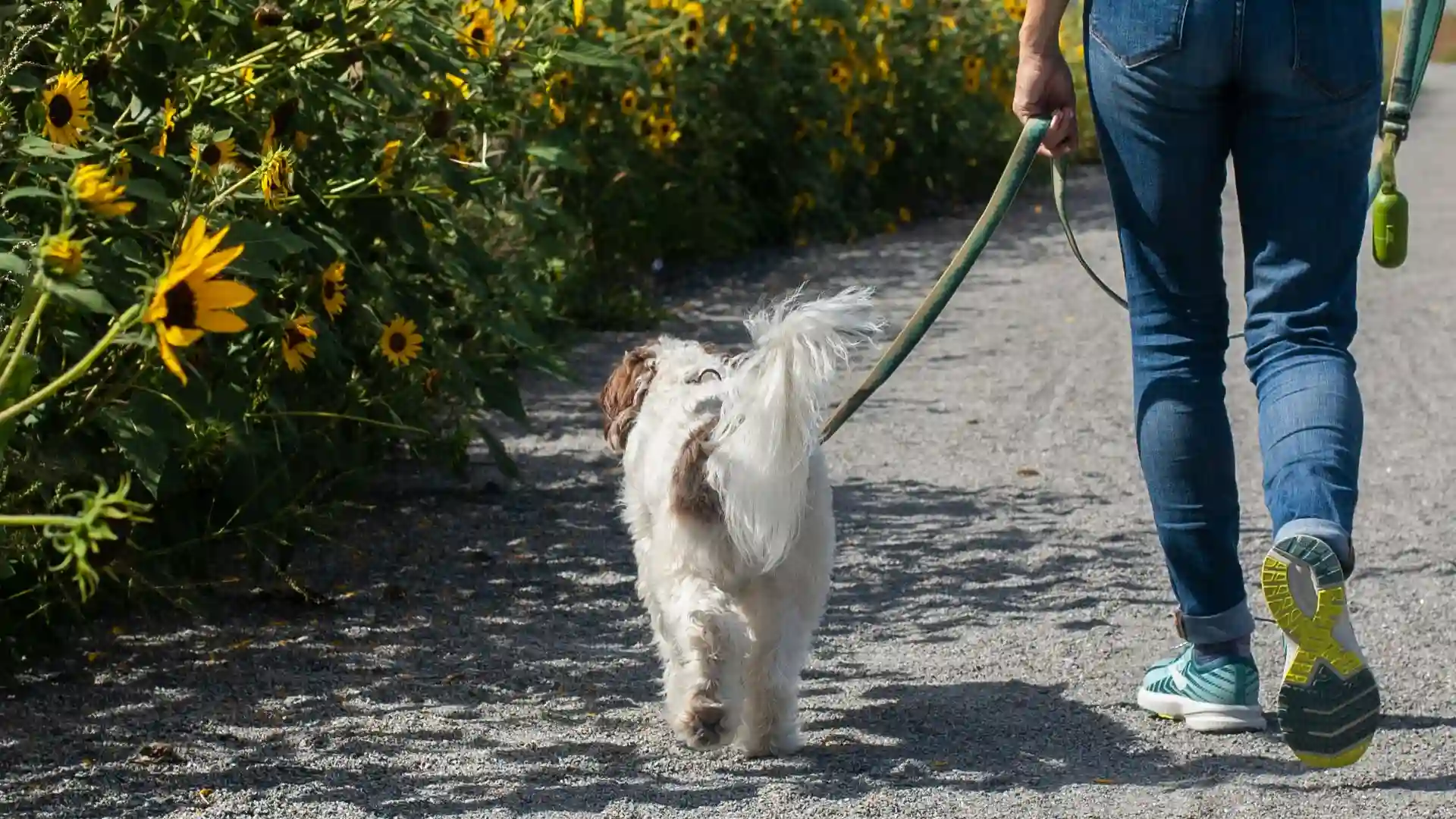 Dog Walking