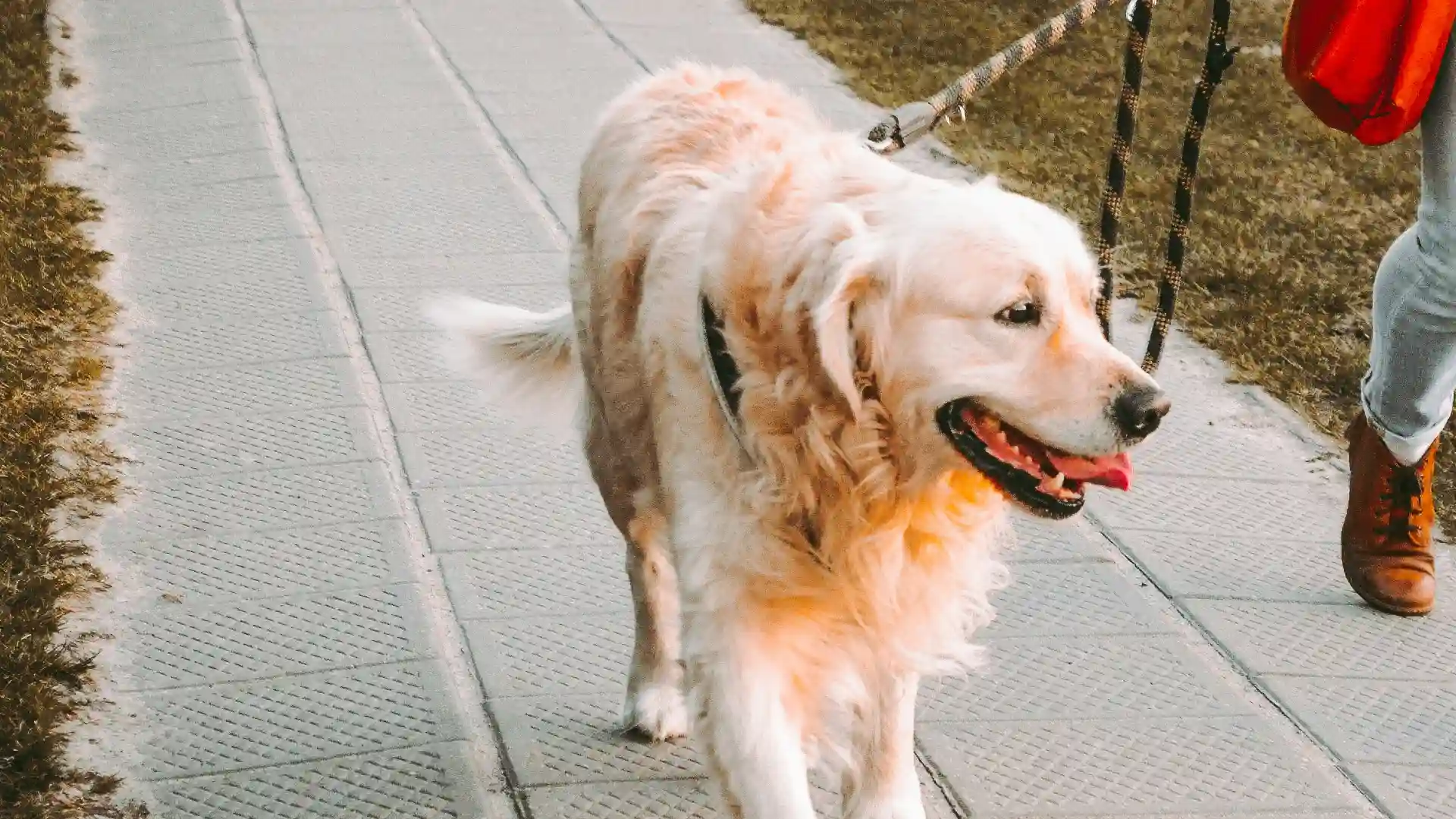 Dog Walking in Los Angeles