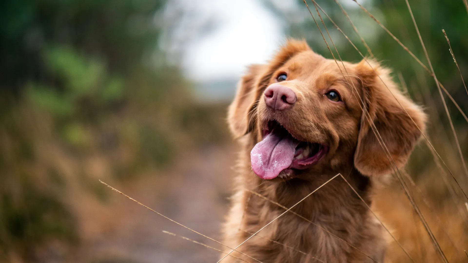In-Home Dog Training