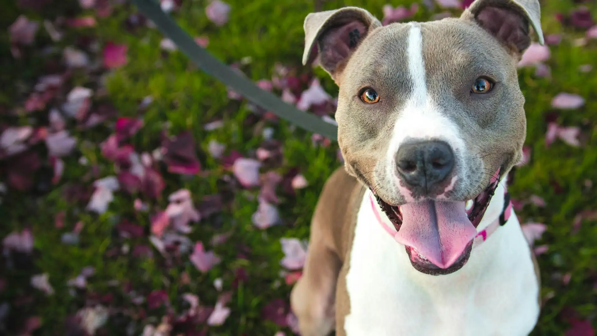 Potty Training in Los Angeles