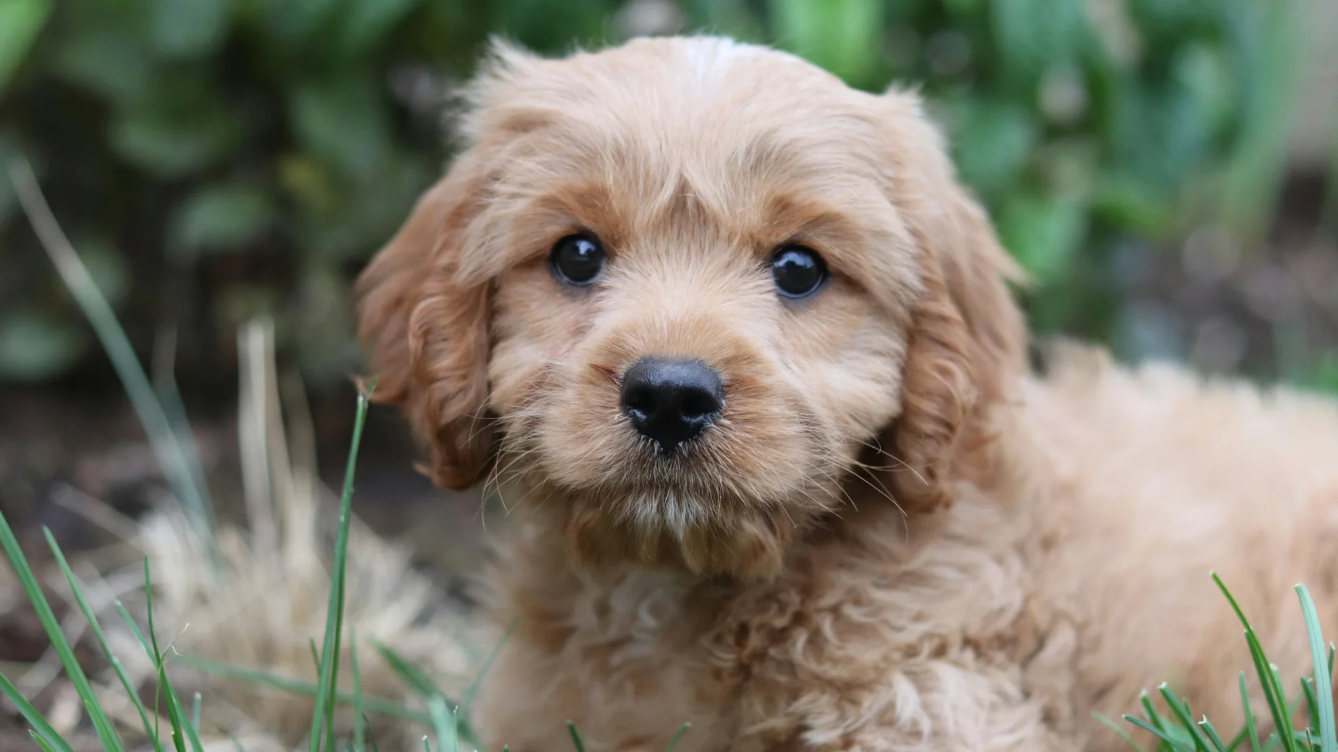 Puppy Training in Los Angeles