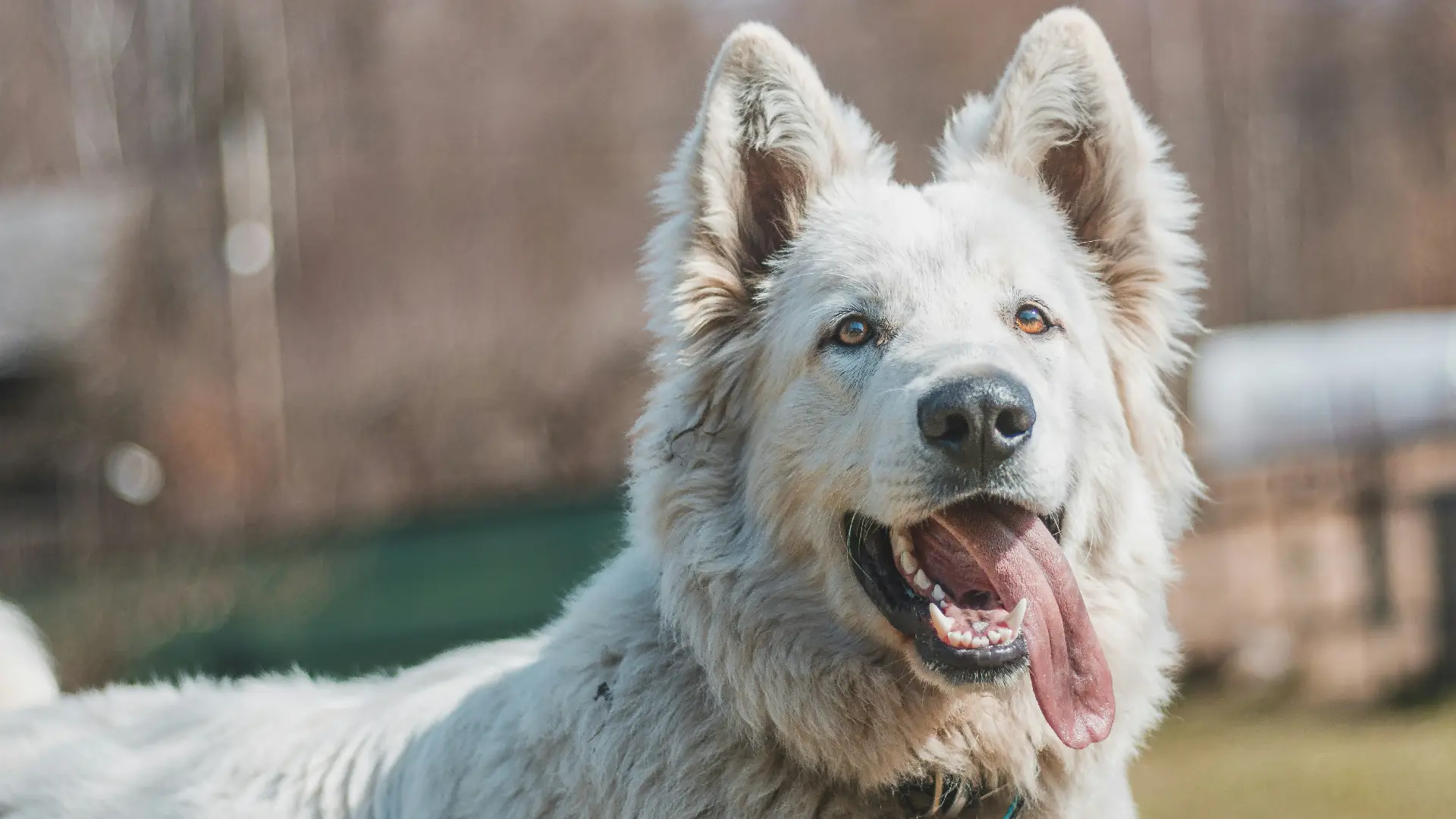 Reactive Dog Training in Los Angeles